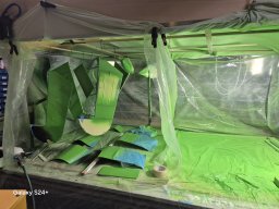 Kawasaki Lime Green